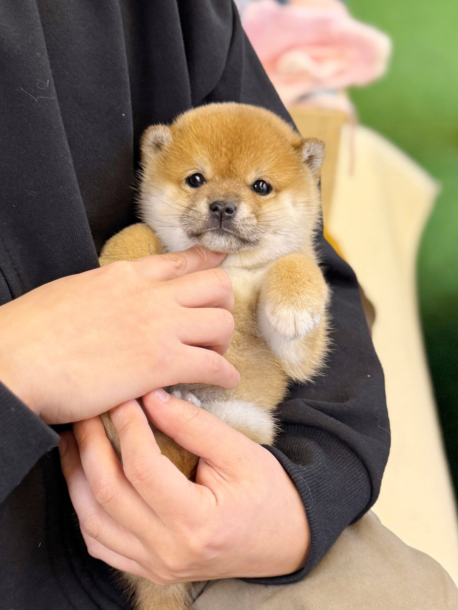 Shiba Inu - Aiko(Female) - Beautiful puppy teacup puppy with adorable features available for adoption from Velydog