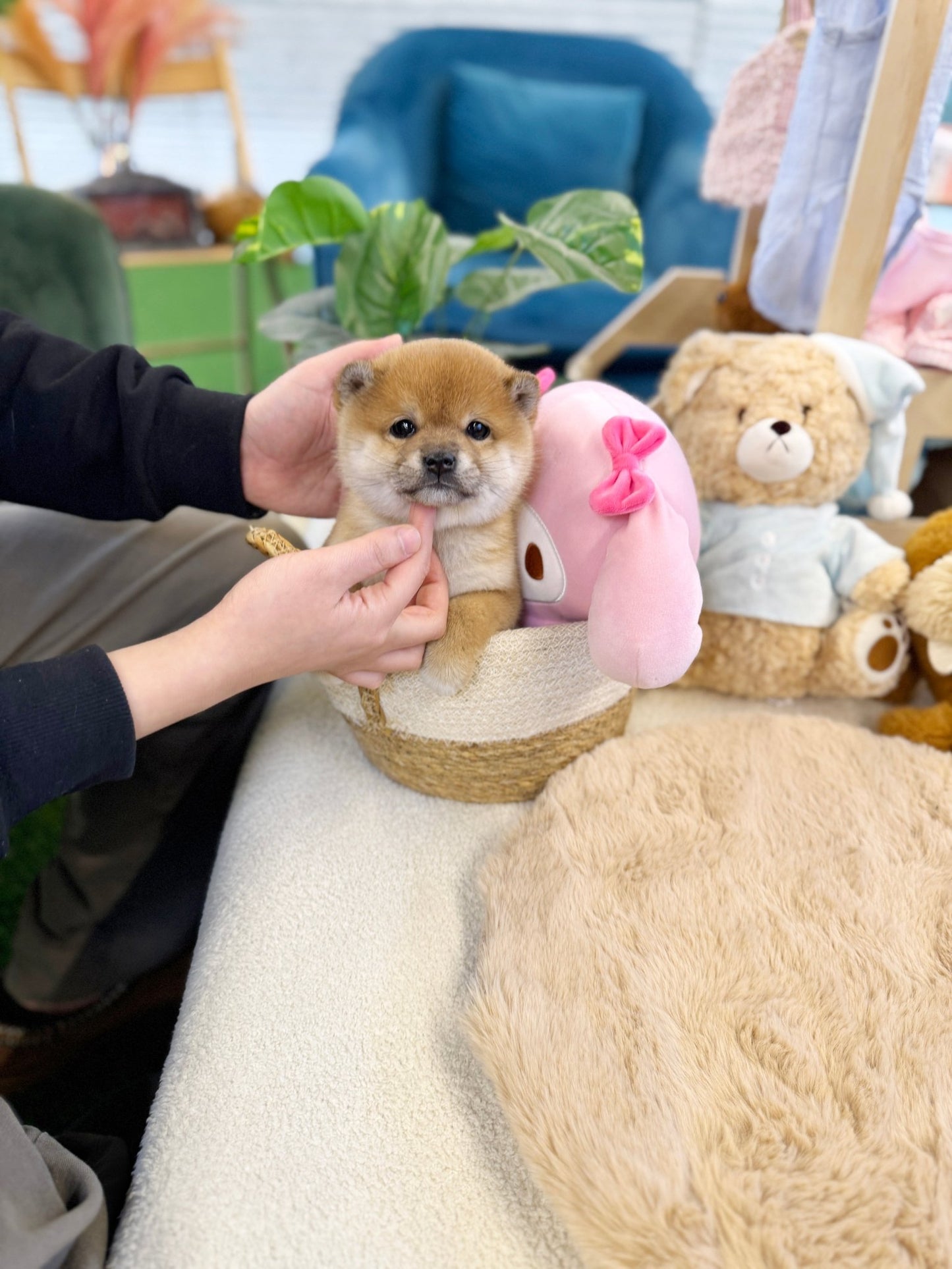Shiba Inu - Aiko(Female) - Beautiful puppy teacup puppy with adorable features available for adoption from Velydog