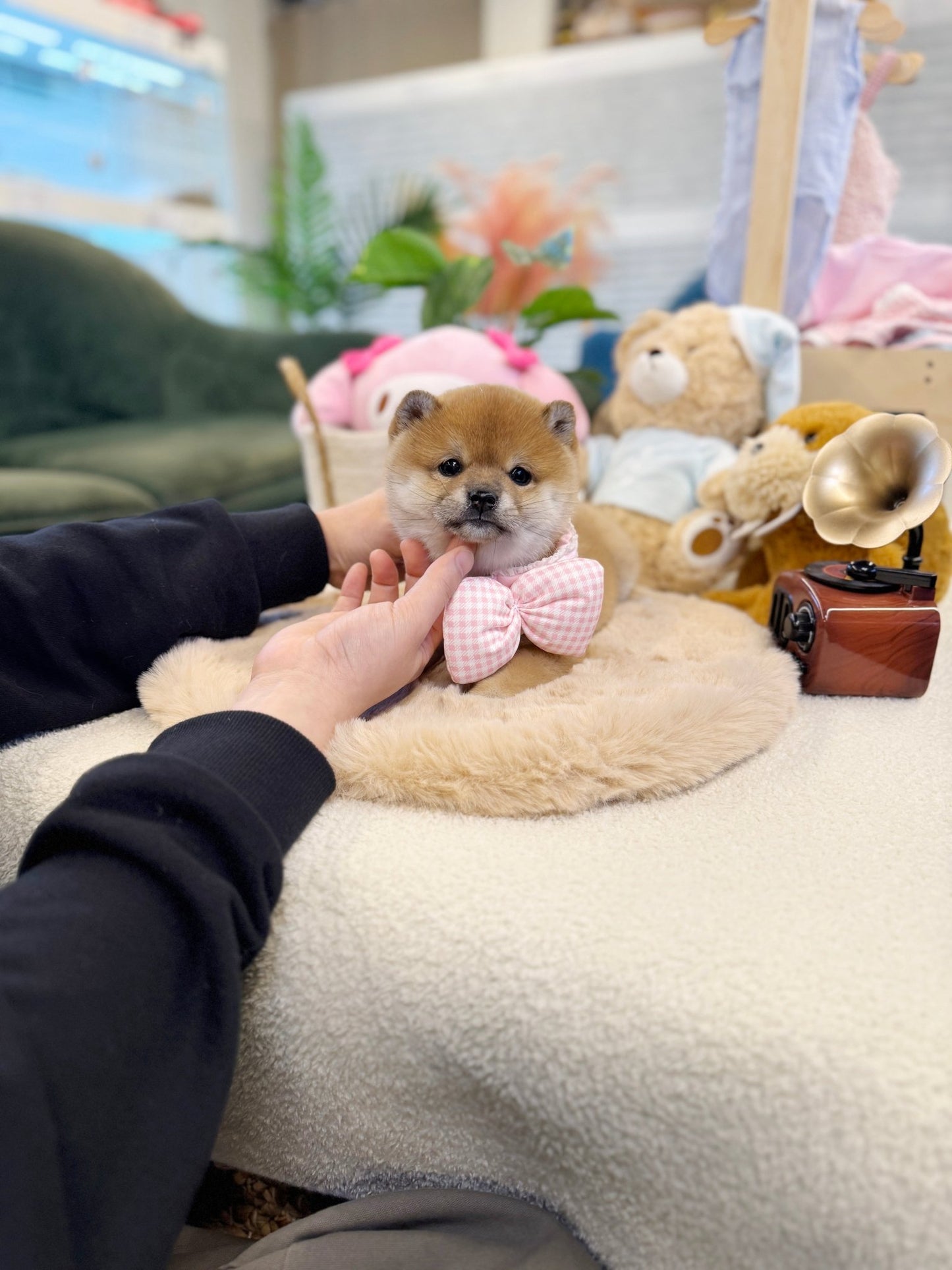 Shiba Inu - Aiko(Female) - Beautiful puppy teacup puppy with adorable features available for adoption from Velydog
