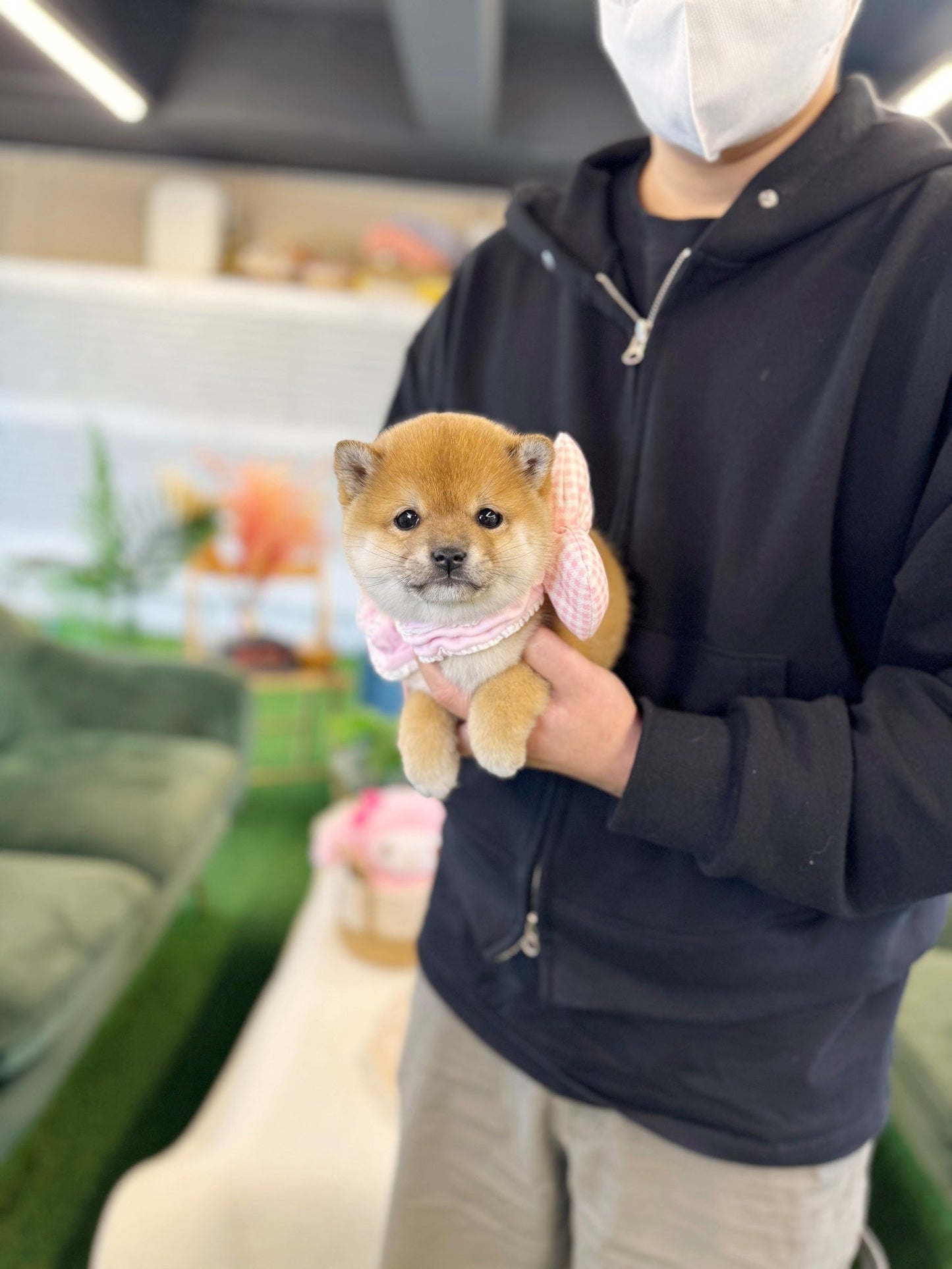 Shiba Inu - Aiko(Female) - Beautiful puppy teacup puppy with adorable features available for adoption from Velydog