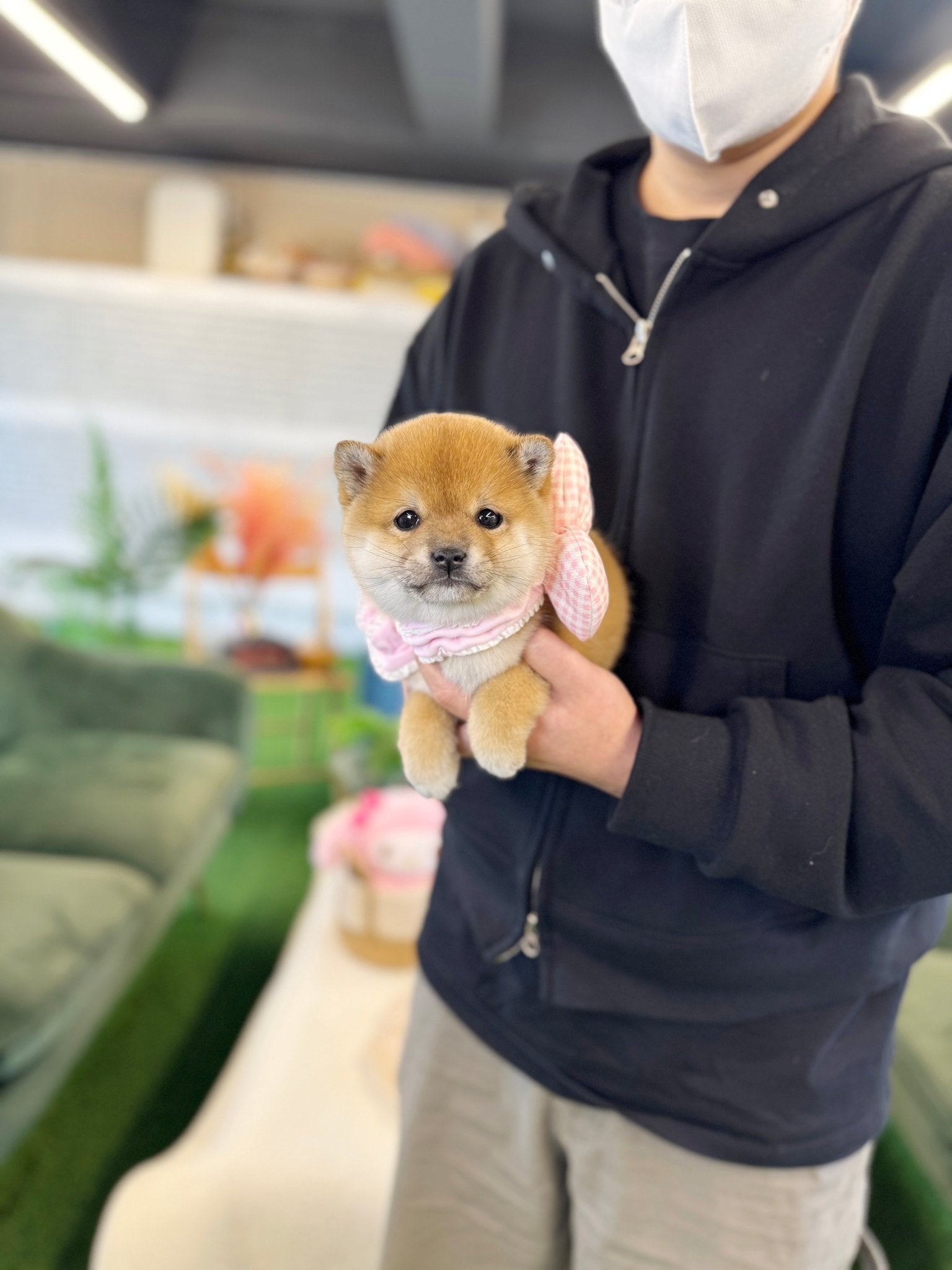Shiba Inu - Aiko(Female) - Beautiful puppy teacup puppy with adorable features available for adoption from Velydog