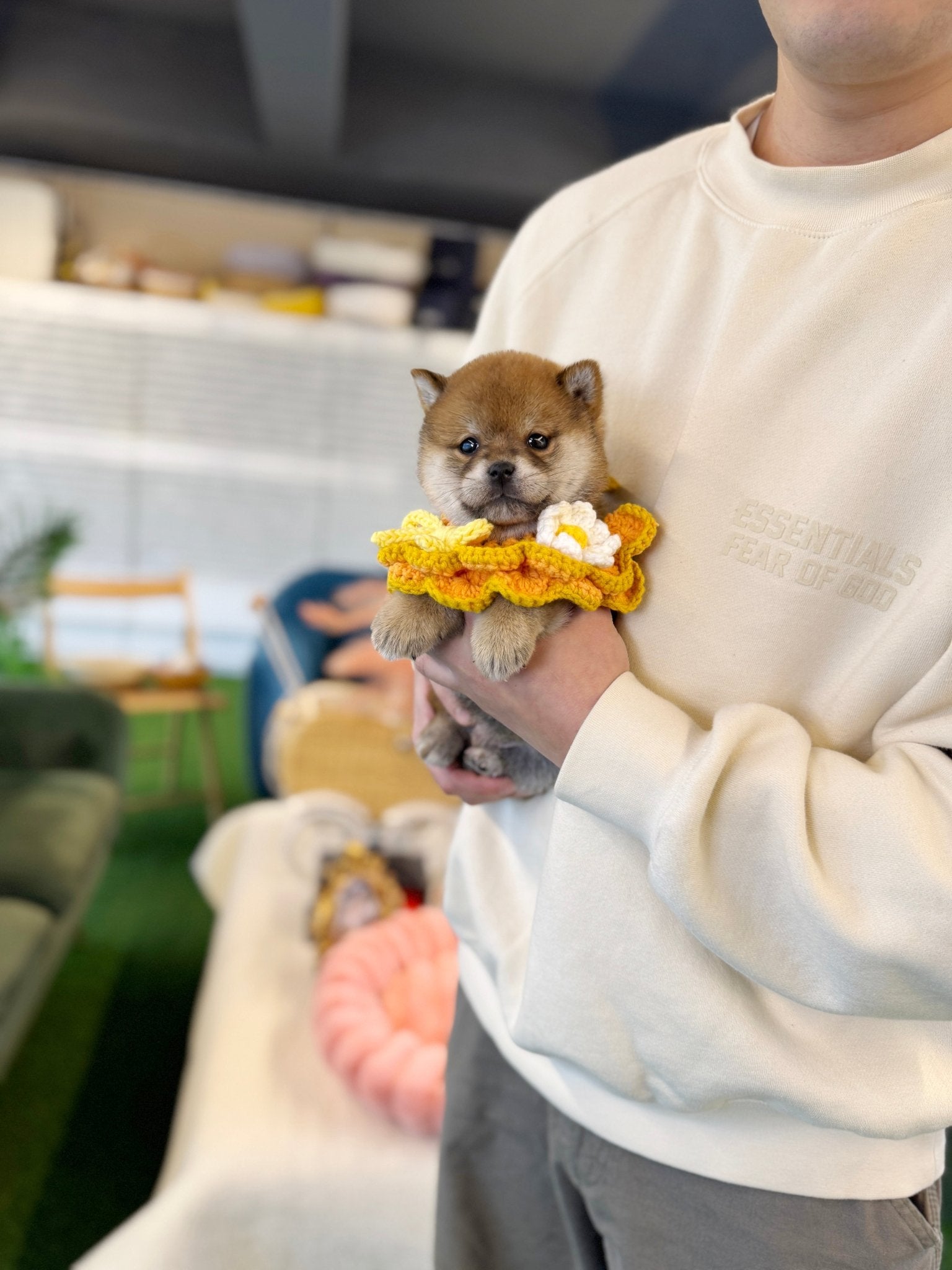 Shiba Inu - Apolo(Male) - Beautiful puppy teacup puppy with adorable features available for adoption from Velydog
