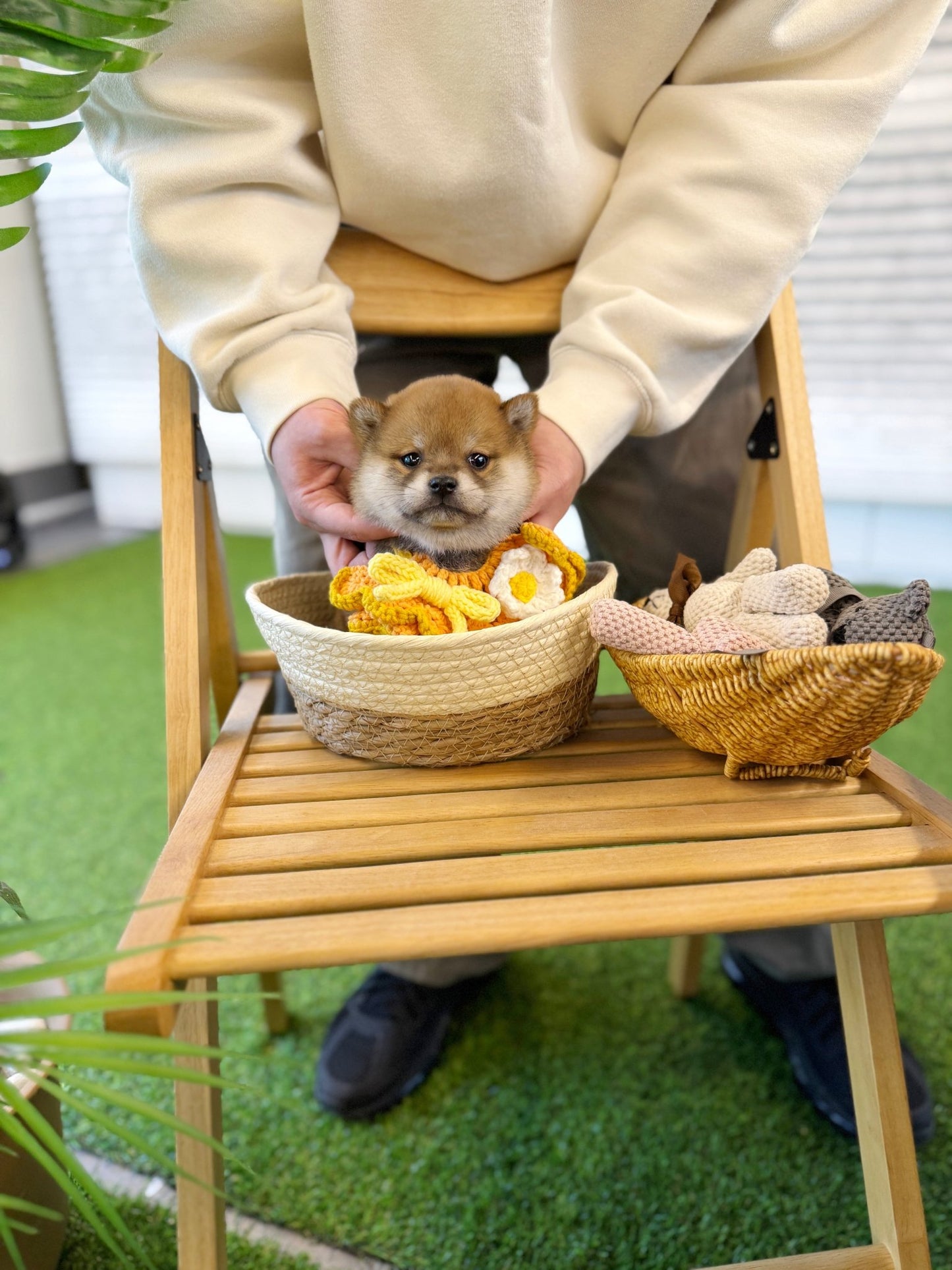 Shiba Inu - Apolo(Male) - Beautiful puppy teacup puppy with adorable features available for adoption from Velydog
