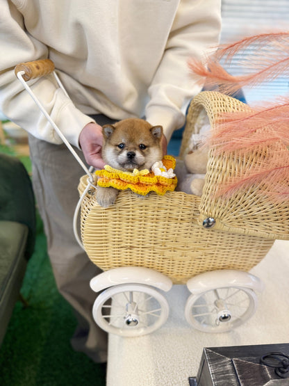 Shiba Inu - Apolo(Male) - Beautiful puppy teacup puppy with adorable features available for adoption from Velydog