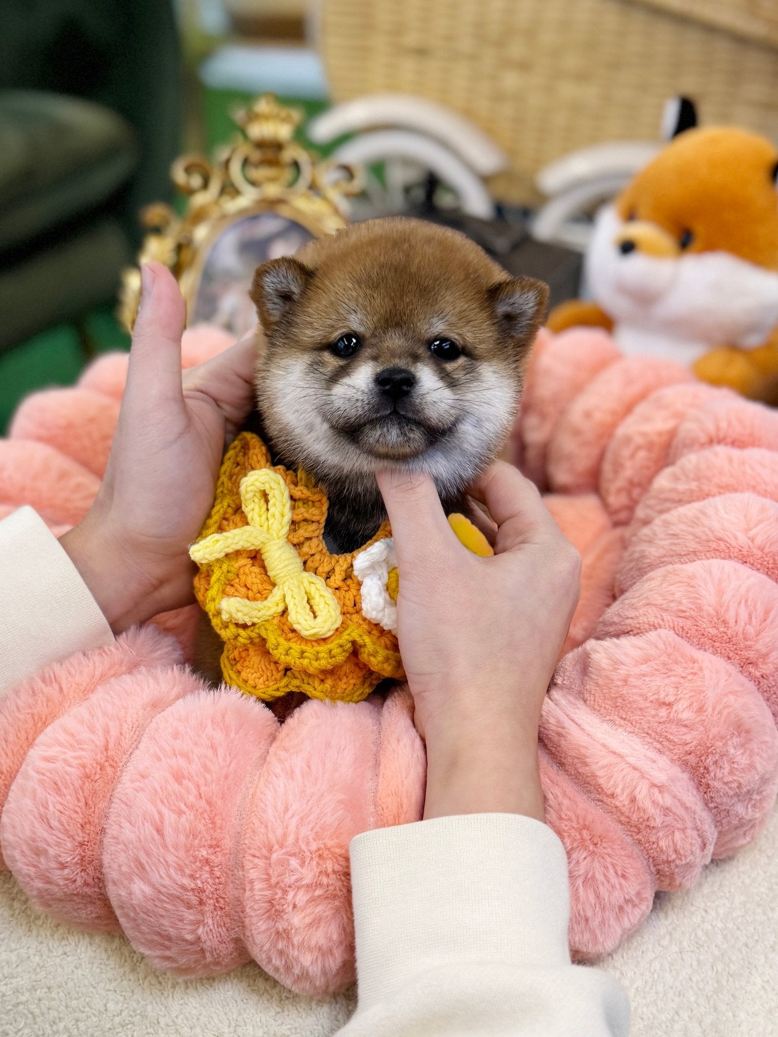 Shiba Inu - Apolo(Male) - Beautiful puppy teacup puppy with adorable features available for adoption from Velydog