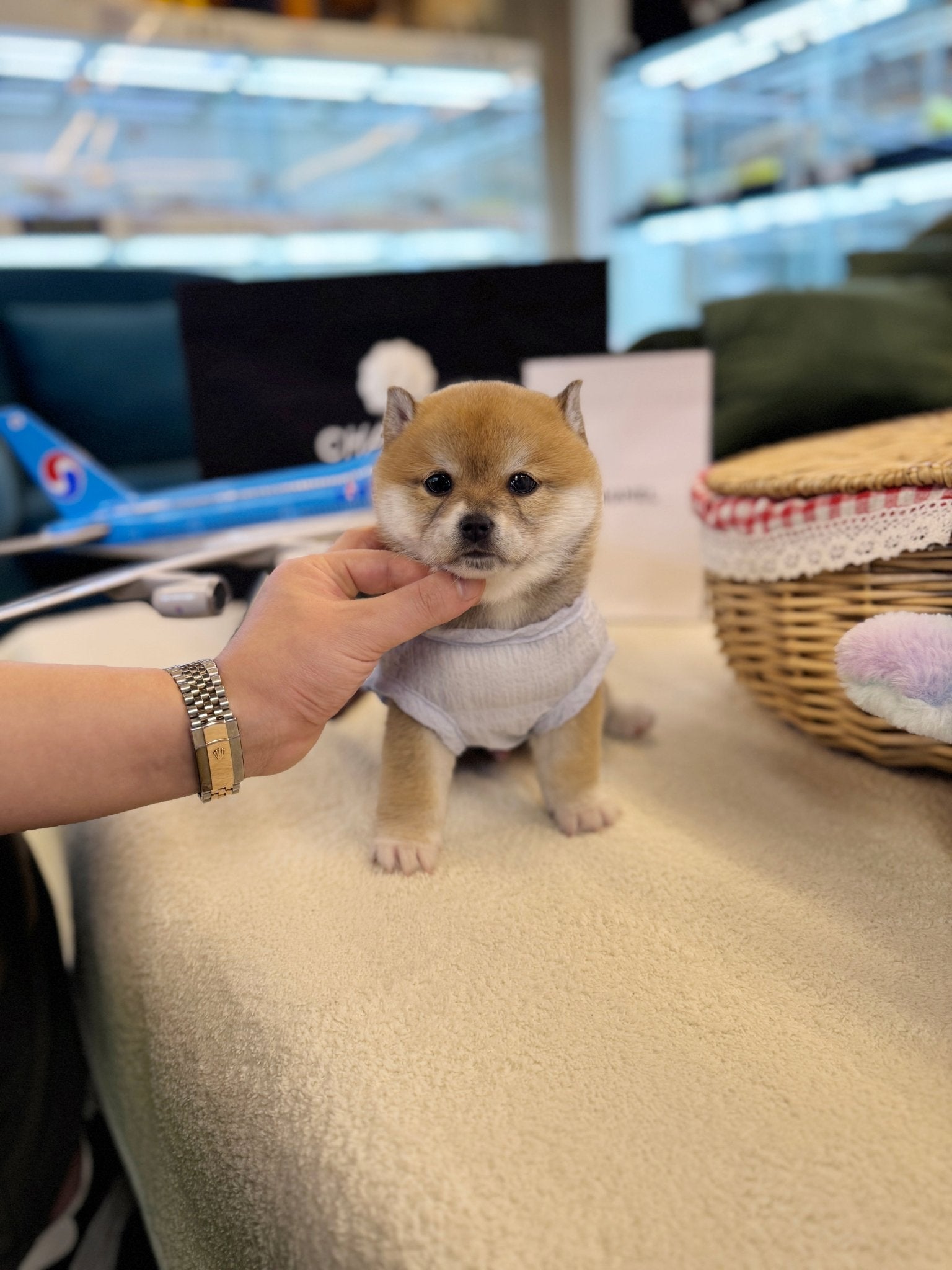 Shiba Inu - Lawson(Male) - Beautiful puppy teacup puppy with adorable features available for adoption from Velydog