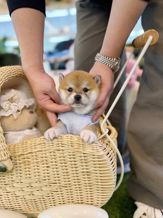 Shiba Inu - Lawson(Male) - Beautiful puppy teacup puppy with adorable features available for adoption from Velydog