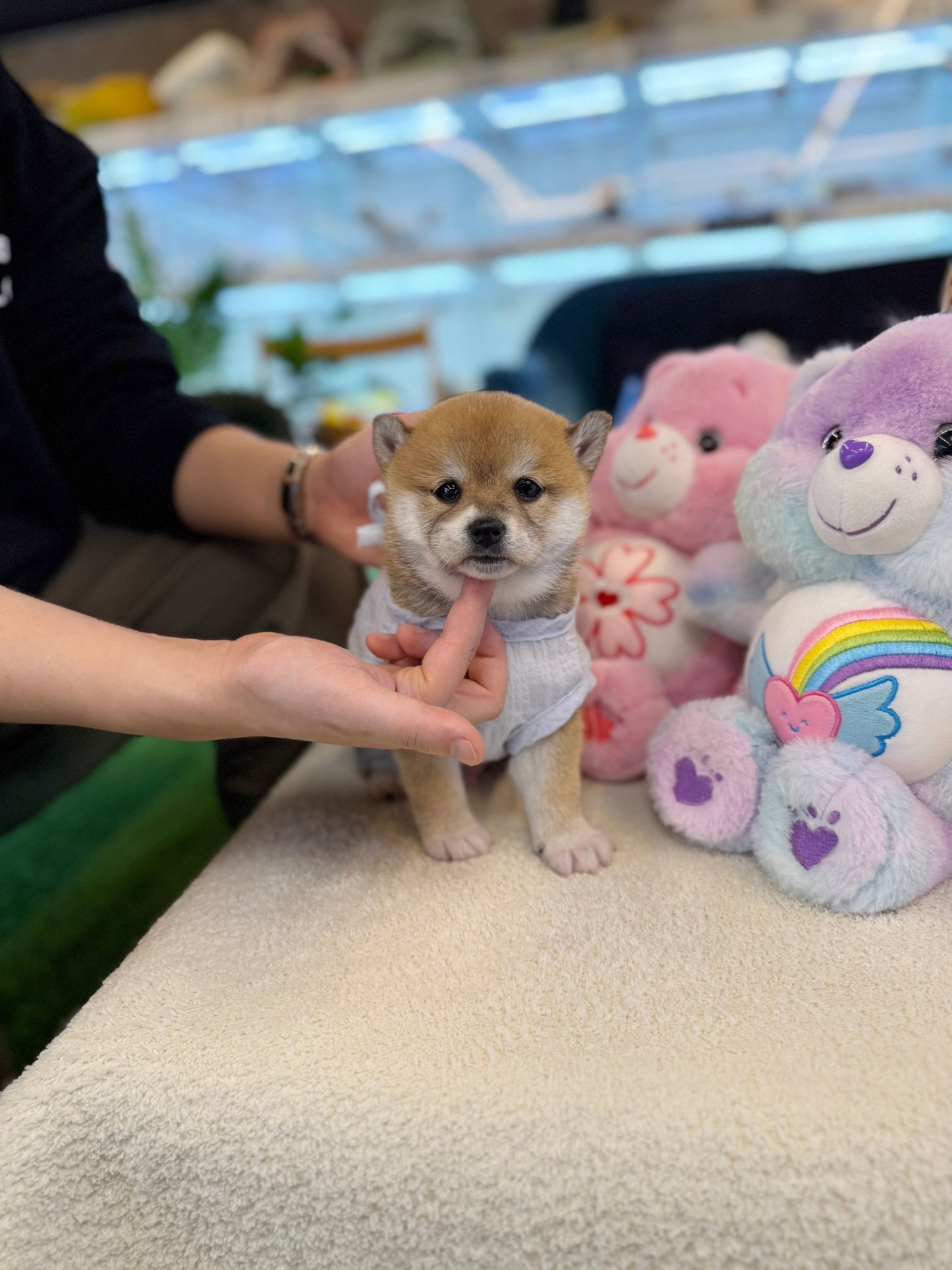 Shiba Inu - Lawson(Male) - Beautiful puppy teacup puppy with adorable features available for adoption from Velydog