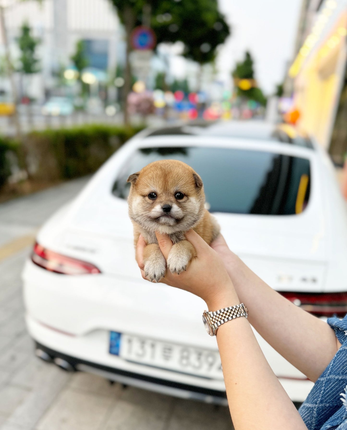 Shiba Inu - Lupong(Male) - Beautiful puppy teacup puppy with adorable features available for adoption from Velydog