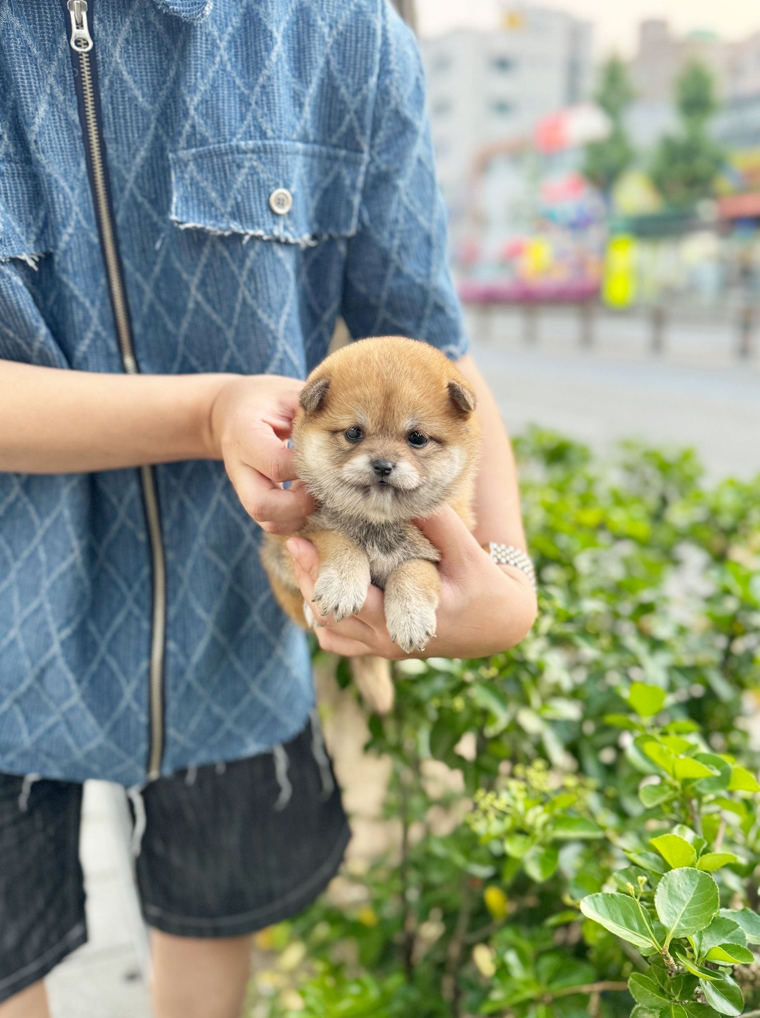 Shiba Inu - Lupong(Male) - Beautiful puppy teacup puppy with adorable features available for adoption from Velydog