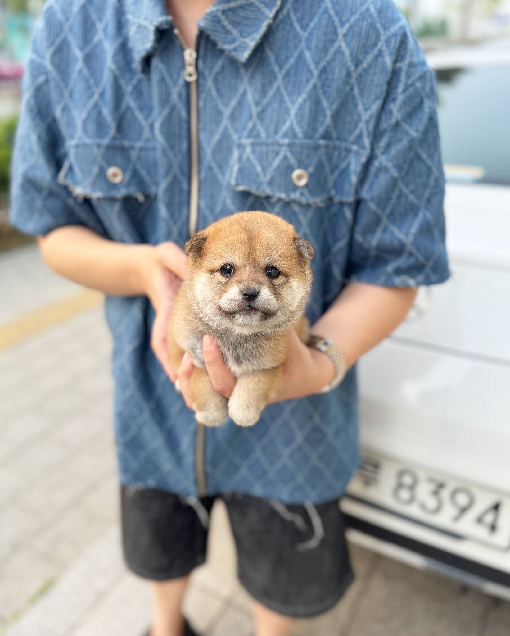 Shiba Inu - Lupong(Male) - Beautiful puppy teacup puppy with adorable features available for adoption from Velydog