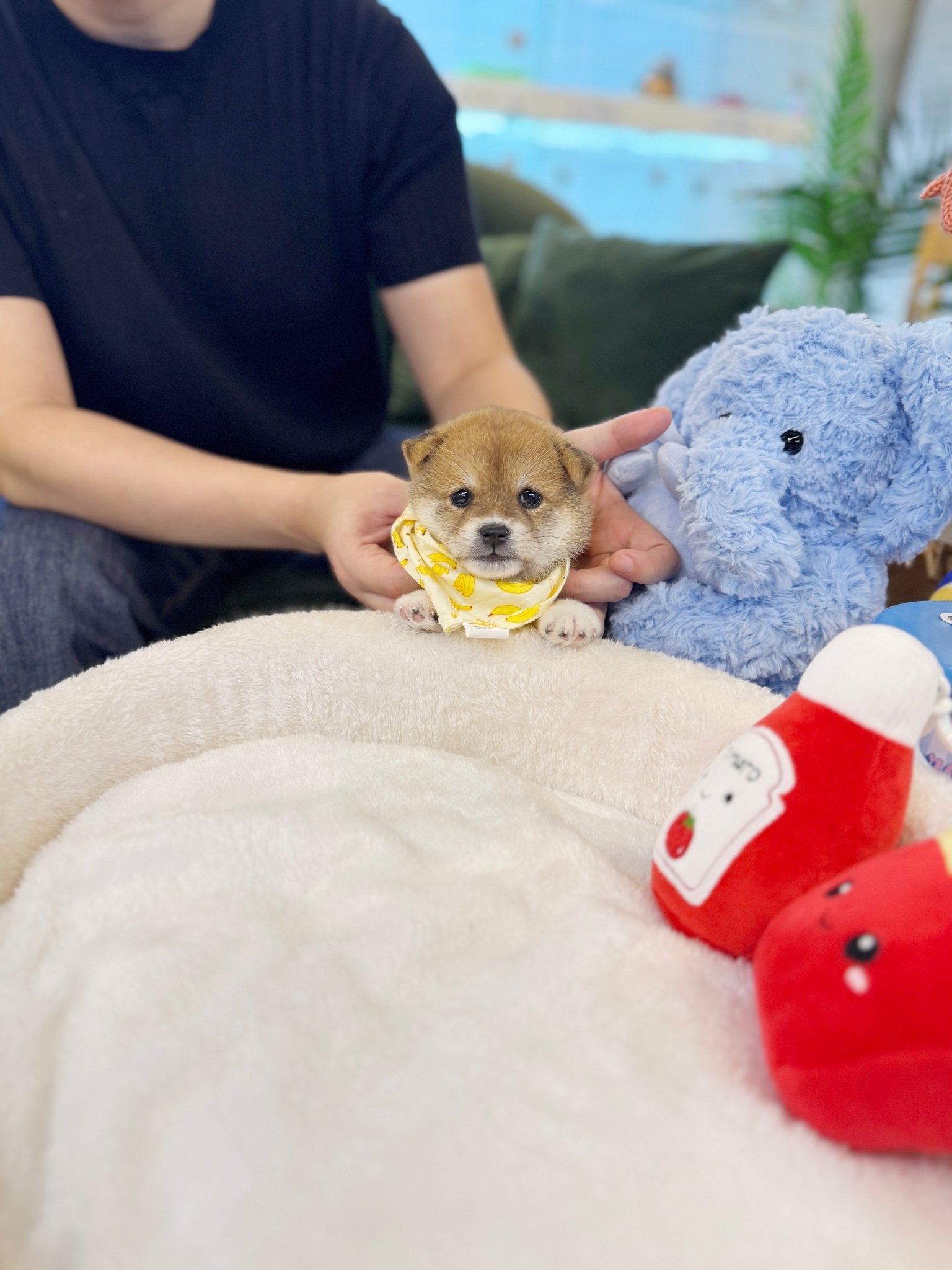 Shiba Inu - Naruto(Male) - Beautiful puppy teacup puppy with adorable features available for adoption from Velydog