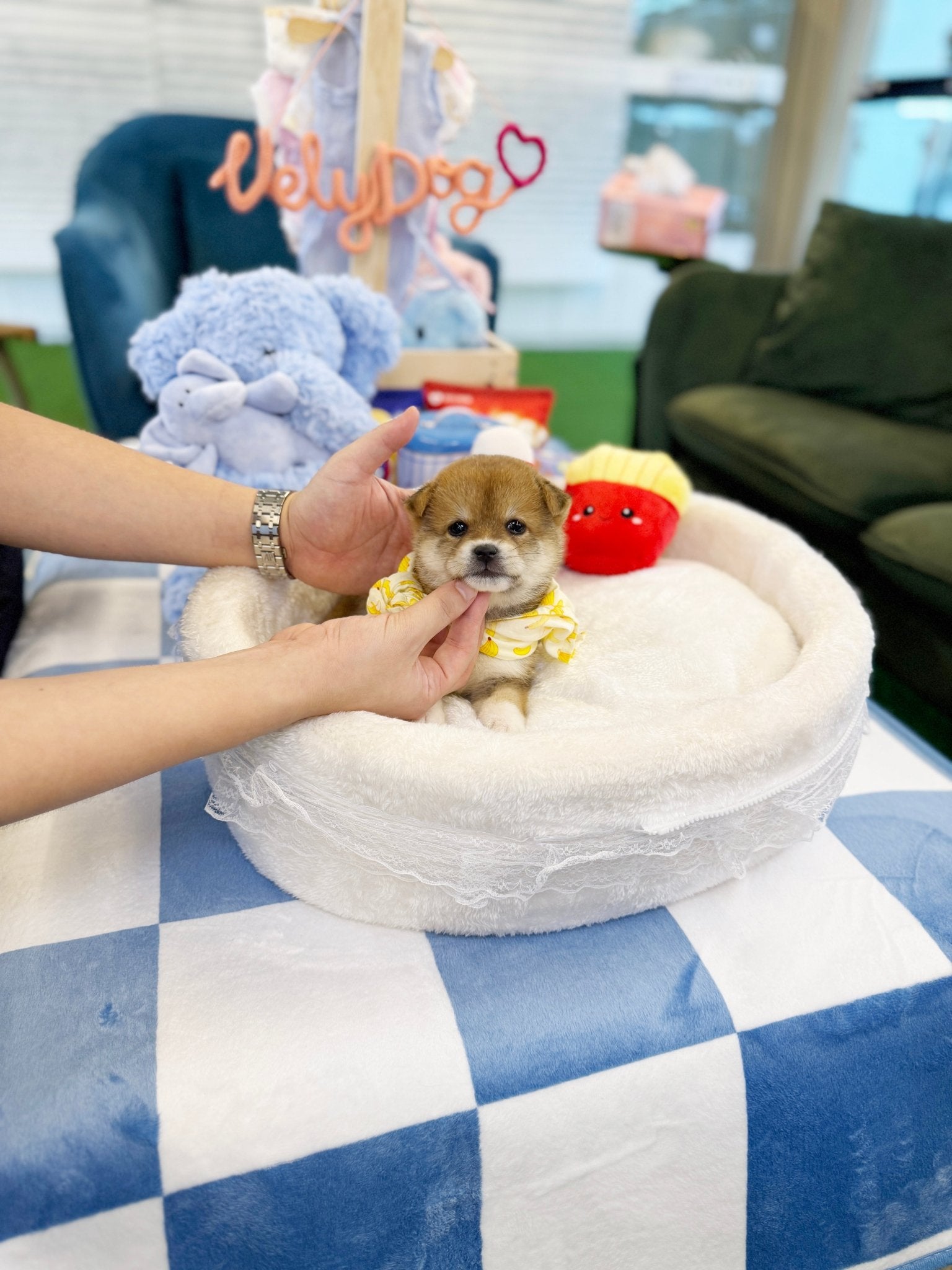 Shiba Inu - Naruto(Male) - Beautiful puppy teacup puppy with adorable features available for adoption from Velydog