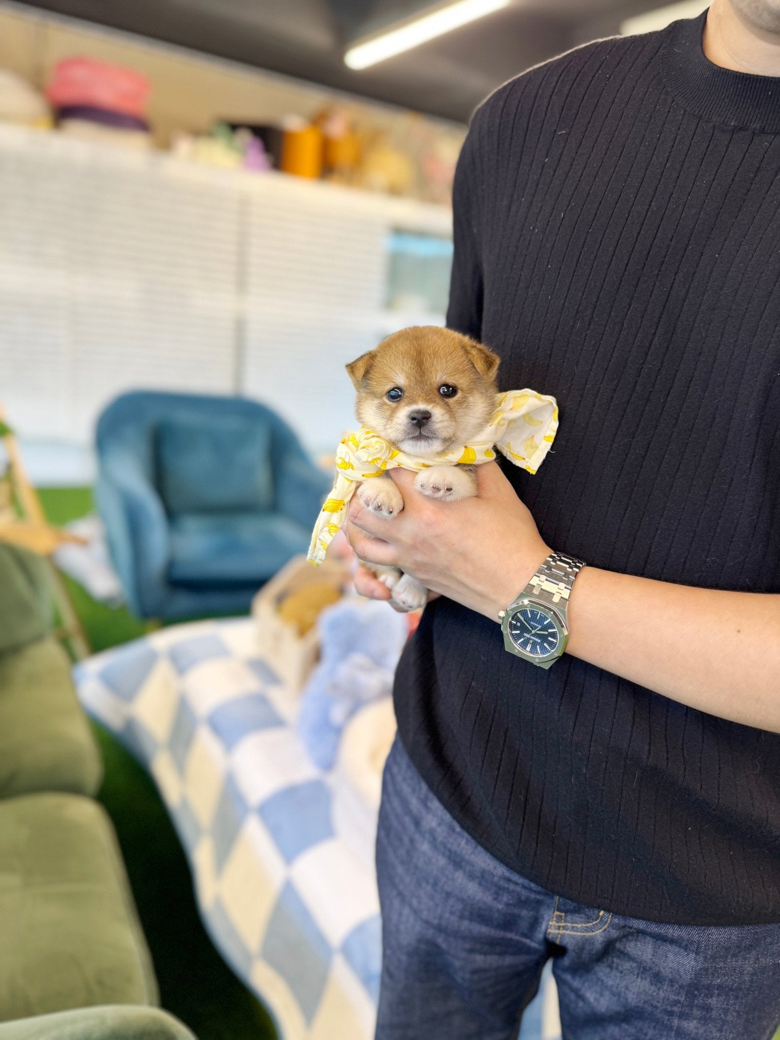 Shiba Inu - Naruto(Male) - Beautiful puppy teacup puppy with adorable features available for adoption from Velydog