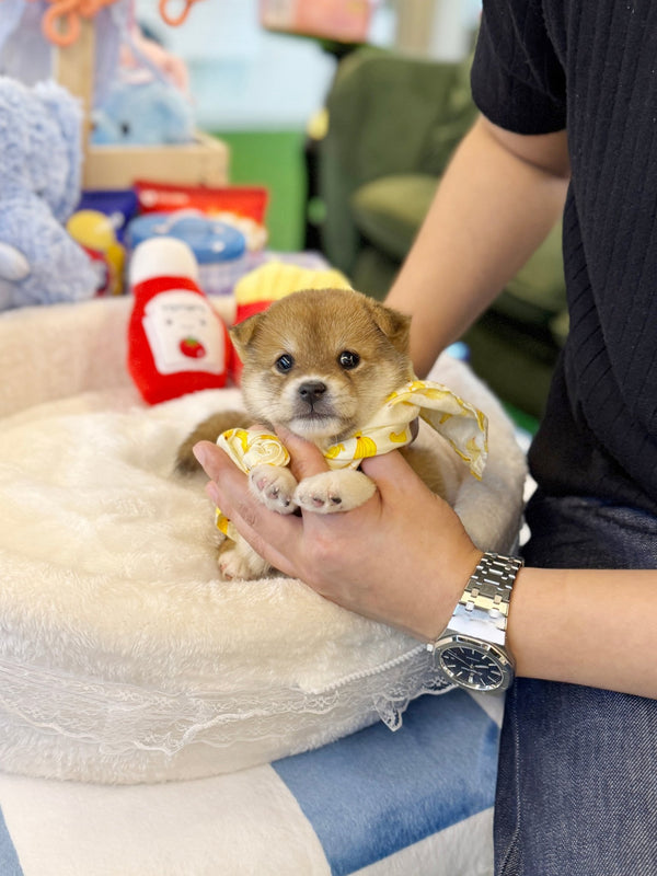 Shiba Inu - Naruto(Male) - Beautiful puppy teacup puppy with adorable features available for adoption from Velydog