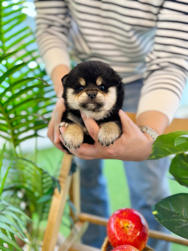 Shiba Inu - Taro(Male) - Beautiful puppy teacup puppy with adorable features available for adoption from Velydog