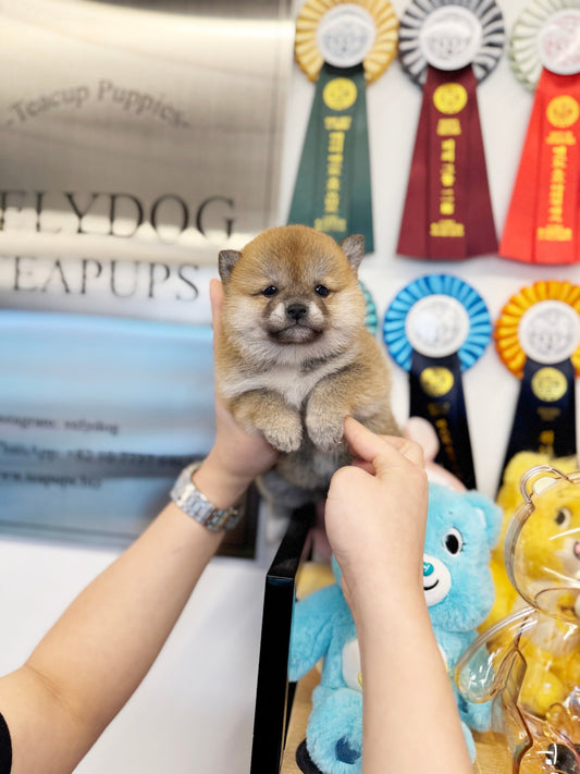 Shiba Inu - Uri(Female) - Beautiful puppy teacup puppy with adorable features available for adoption from Velydog