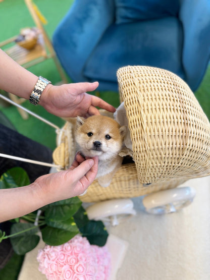 Shiba Inu - Xiro(Female) - Beautiful puppy teacup puppy with adorable features available for adoption from Velydog