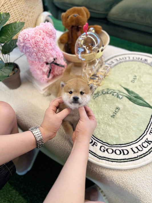 Shiba Inu - Xiro(Female) - Beautiful puppy teacup puppy with adorable features available for adoption from Velydog