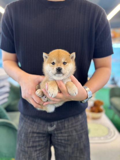 Shiba Inu - Xiro(Female) - Beautiful puppy teacup puppy with adorable features available for adoption from Velydog