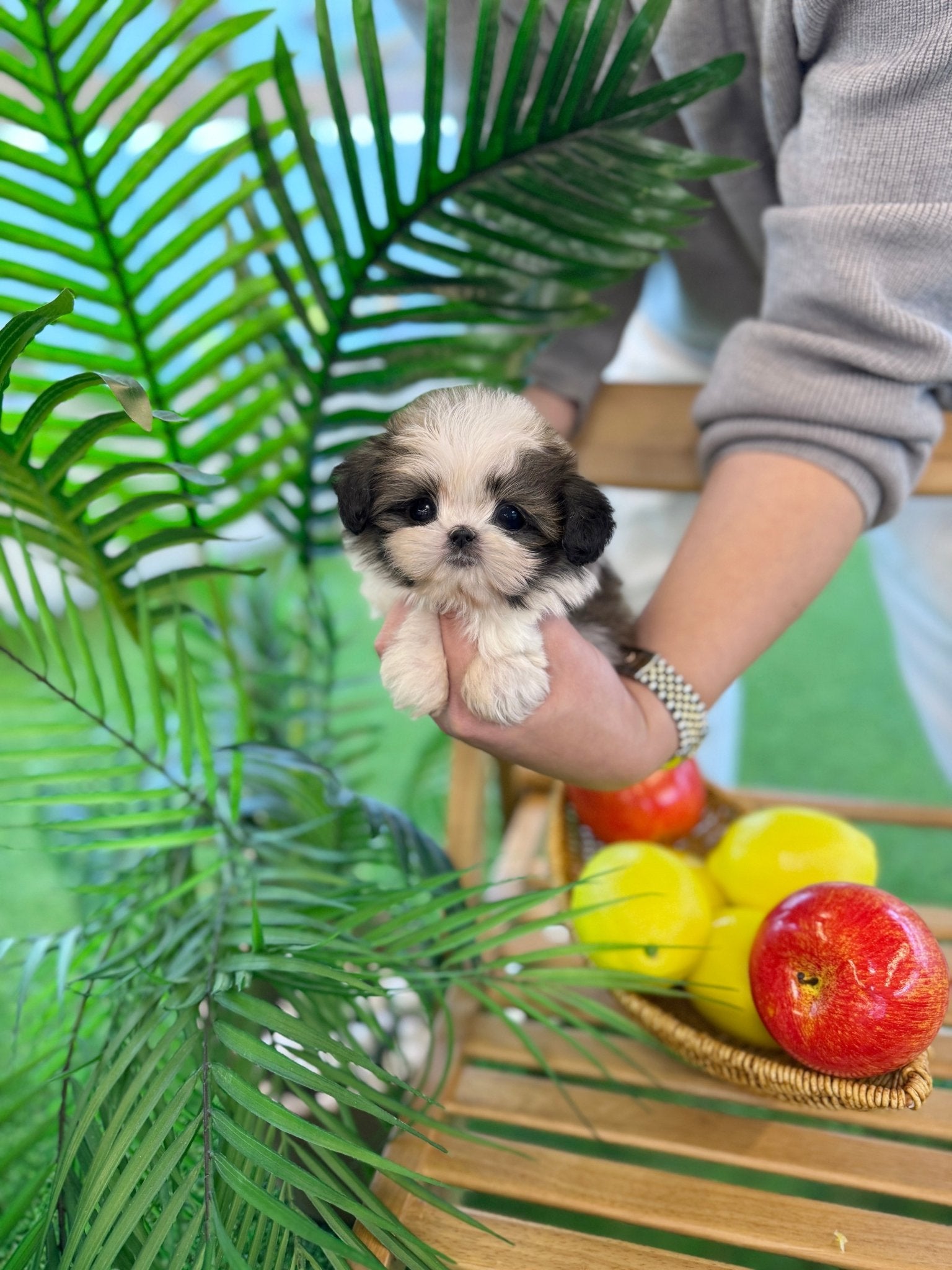 Shih Tzu - Heinz(Male) - Beautiful puppy teacup puppy with adorable features available for adoption from Velydog