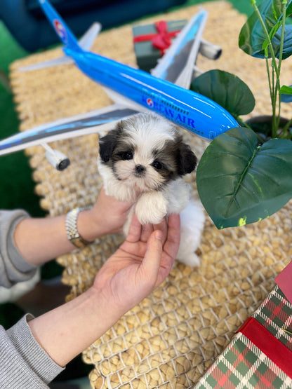 Shih Tzu - Heinz(Male) - Beautiful puppy teacup puppy with adorable features available for adoption from Velydog