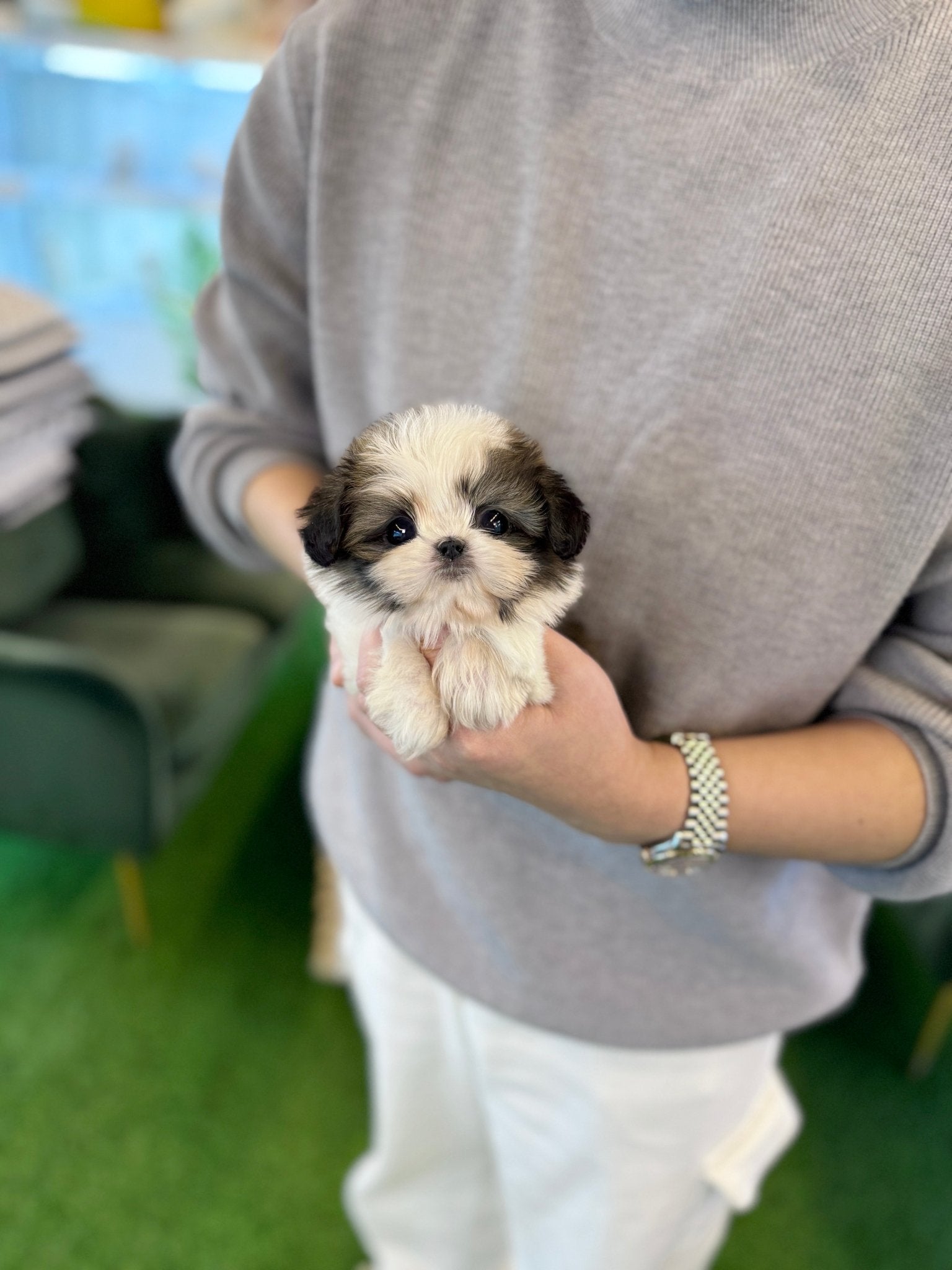 Shih Tzu - Heinz(Male) - Beautiful puppy teacup puppy with adorable features available for adoption from Velydog