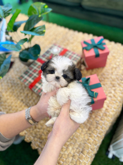 Shih Tzu - Heinz(Male) - Beautiful puppy teacup puppy with adorable features available for adoption from Velydog