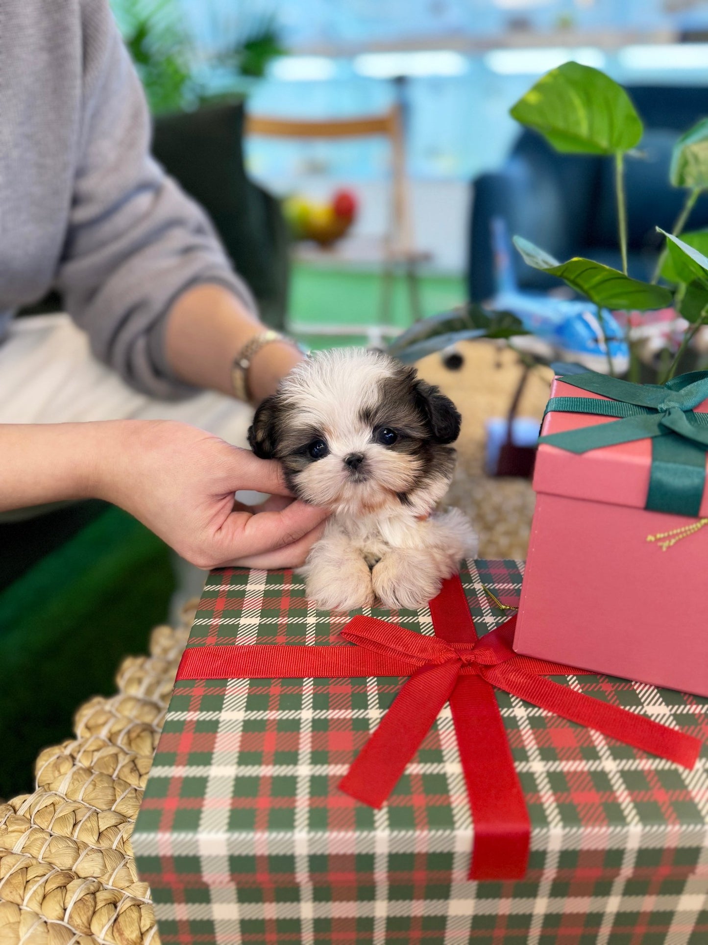 Shih Tzu - Heinz(Male) - Beautiful puppy teacup puppy with adorable features available for adoption from Velydog