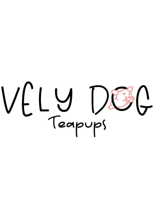 Special order for Era - Beautiful puppy teacup puppy with adorable features available for adoption from Velydog