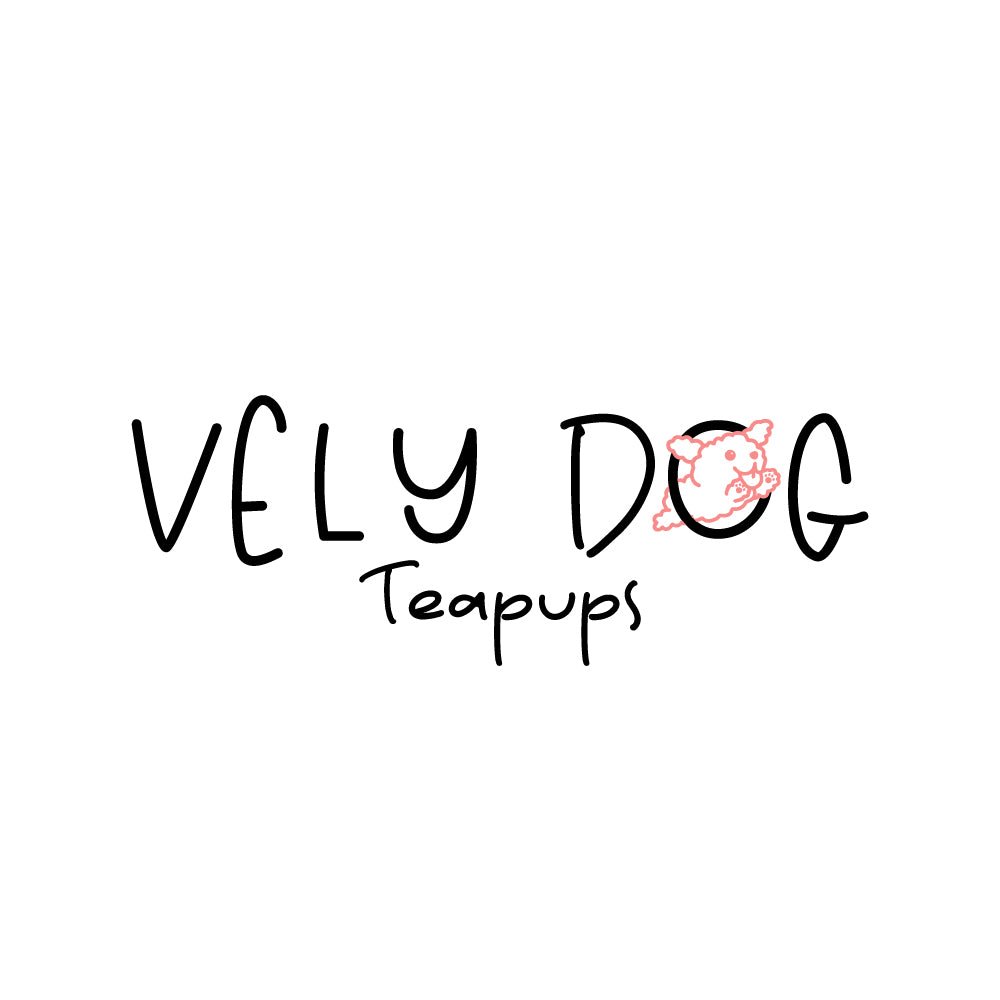 Special order for Era - Beautiful puppy teacup puppy with adorable features available for adoption from Velydog