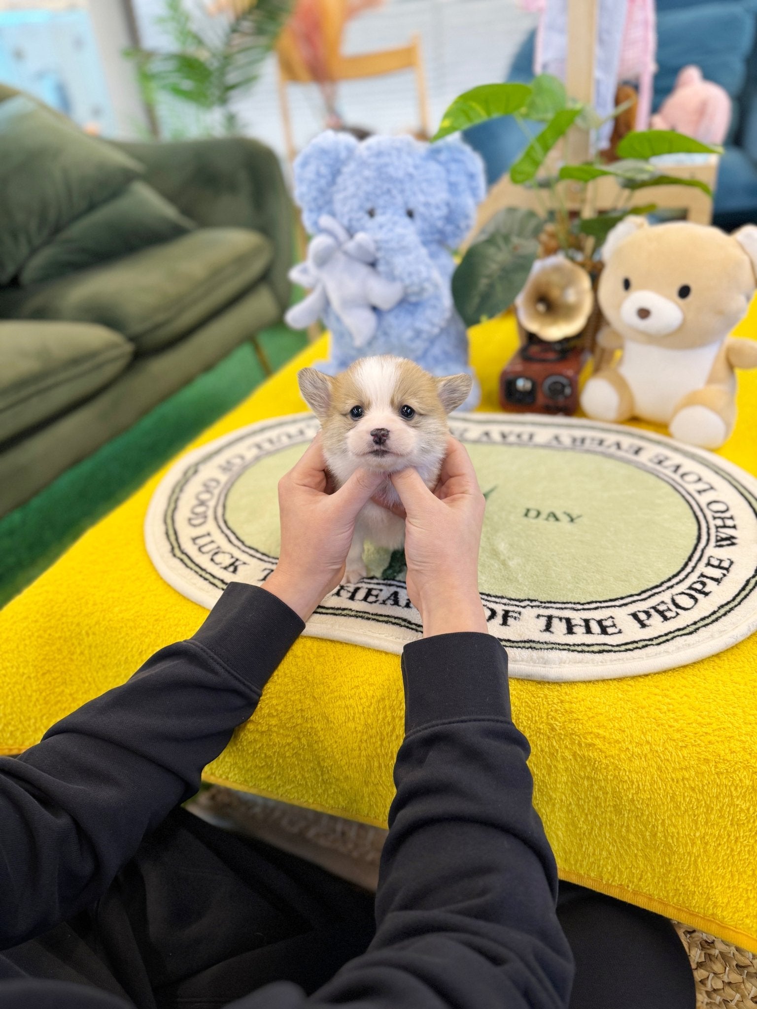 Welsh Corgi - Chen(Male) - Beautiful puppy teacup puppy with adorable features available for adoption from Velydog