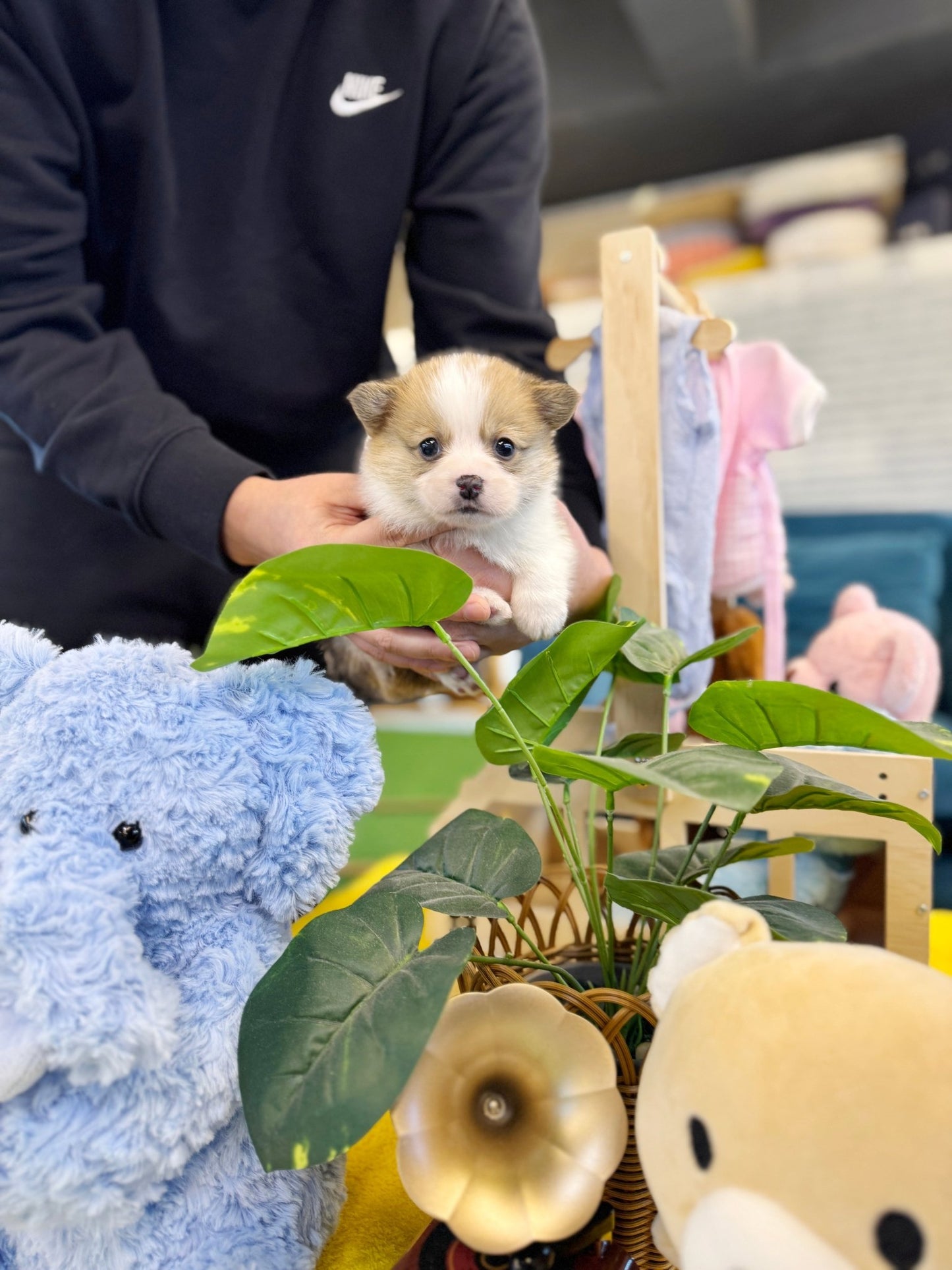 Welsh Corgi - Chen(Male) - Beautiful puppy teacup puppy with adorable features available for adoption from Velydog