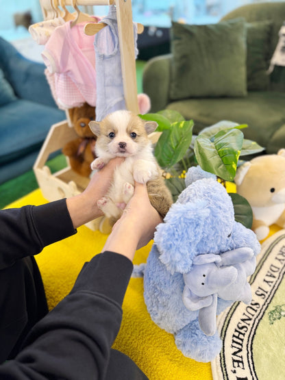 Welsh Corgi - Chen(Male) - Beautiful puppy teacup puppy with adorable features available for adoption from Velydog