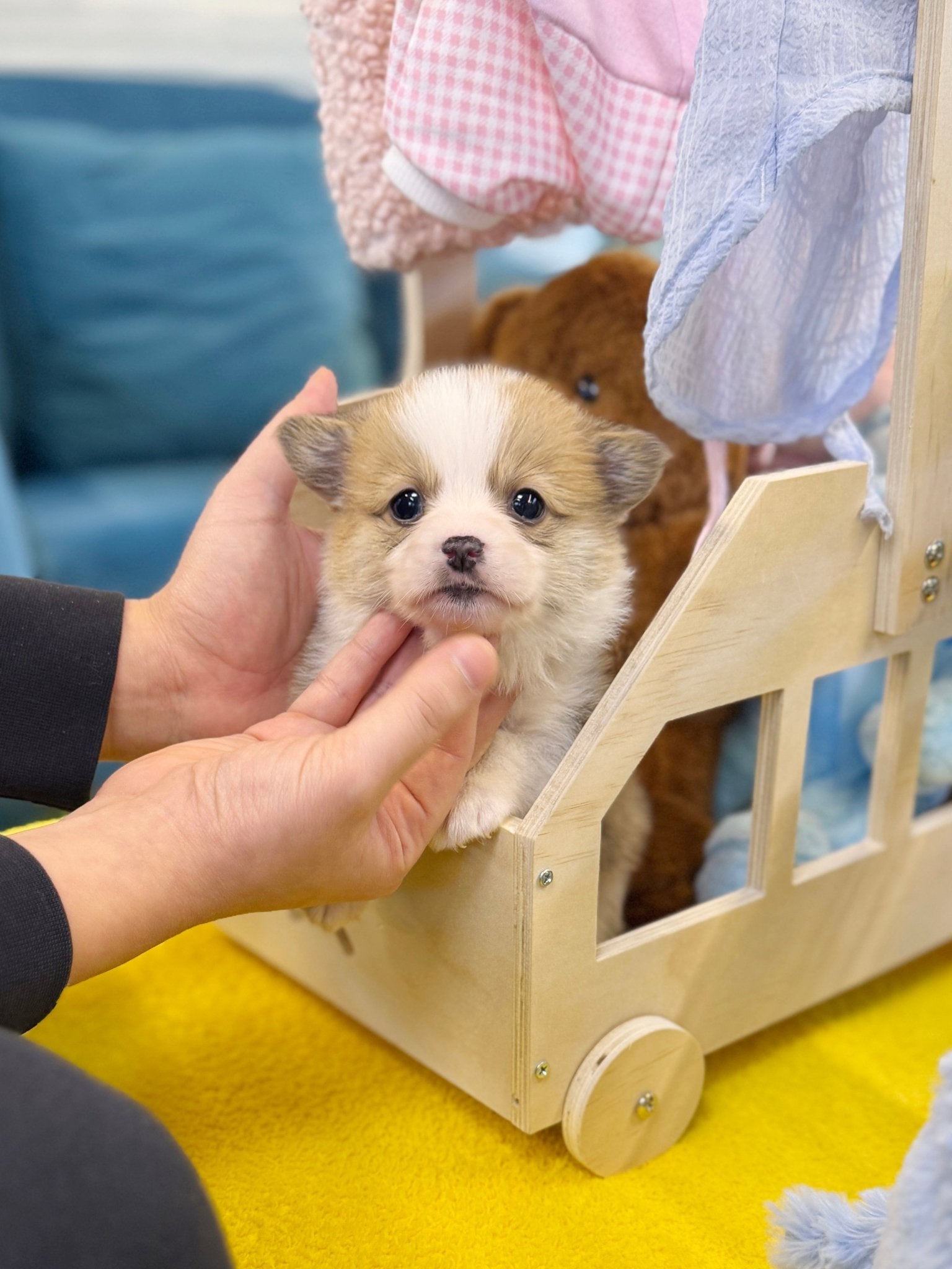 Welsh Corgi - Chen(Male) - Beautiful puppy teacup puppy with adorable features available for adoption from Velydog