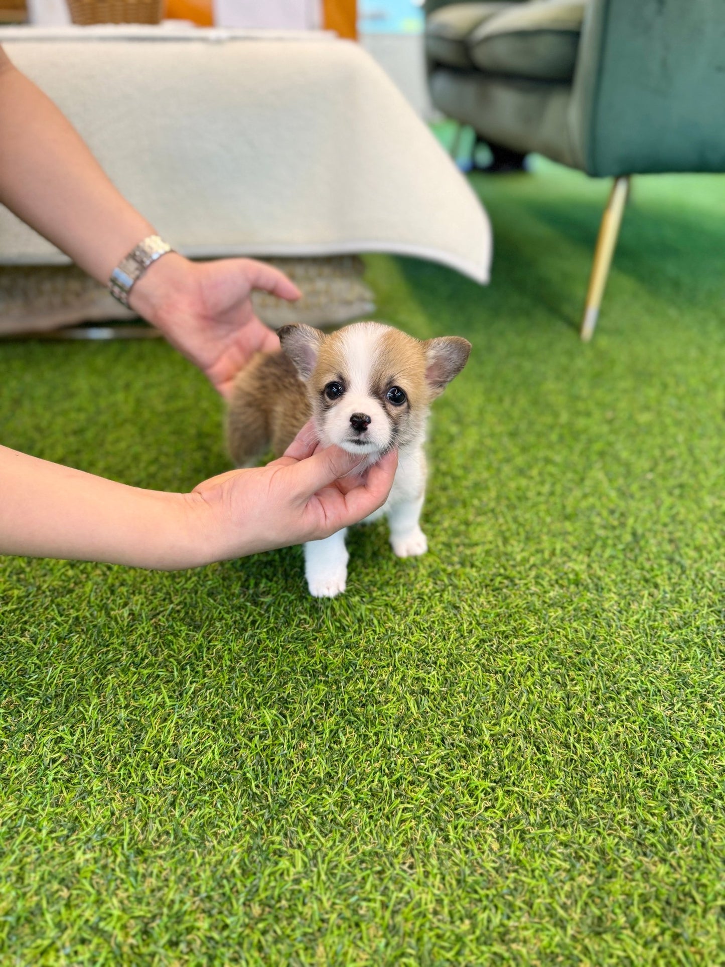 Welsh Corgi - Winston(Male) - Beautiful puppy teacup puppy with adorable features available for adoption from Velydog