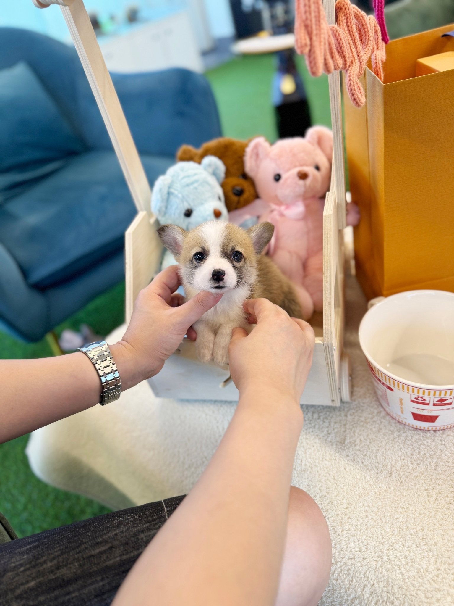 Welsh Corgi - Winston(Male) - Beautiful puppy teacup puppy with adorable features available for adoption from Velydog