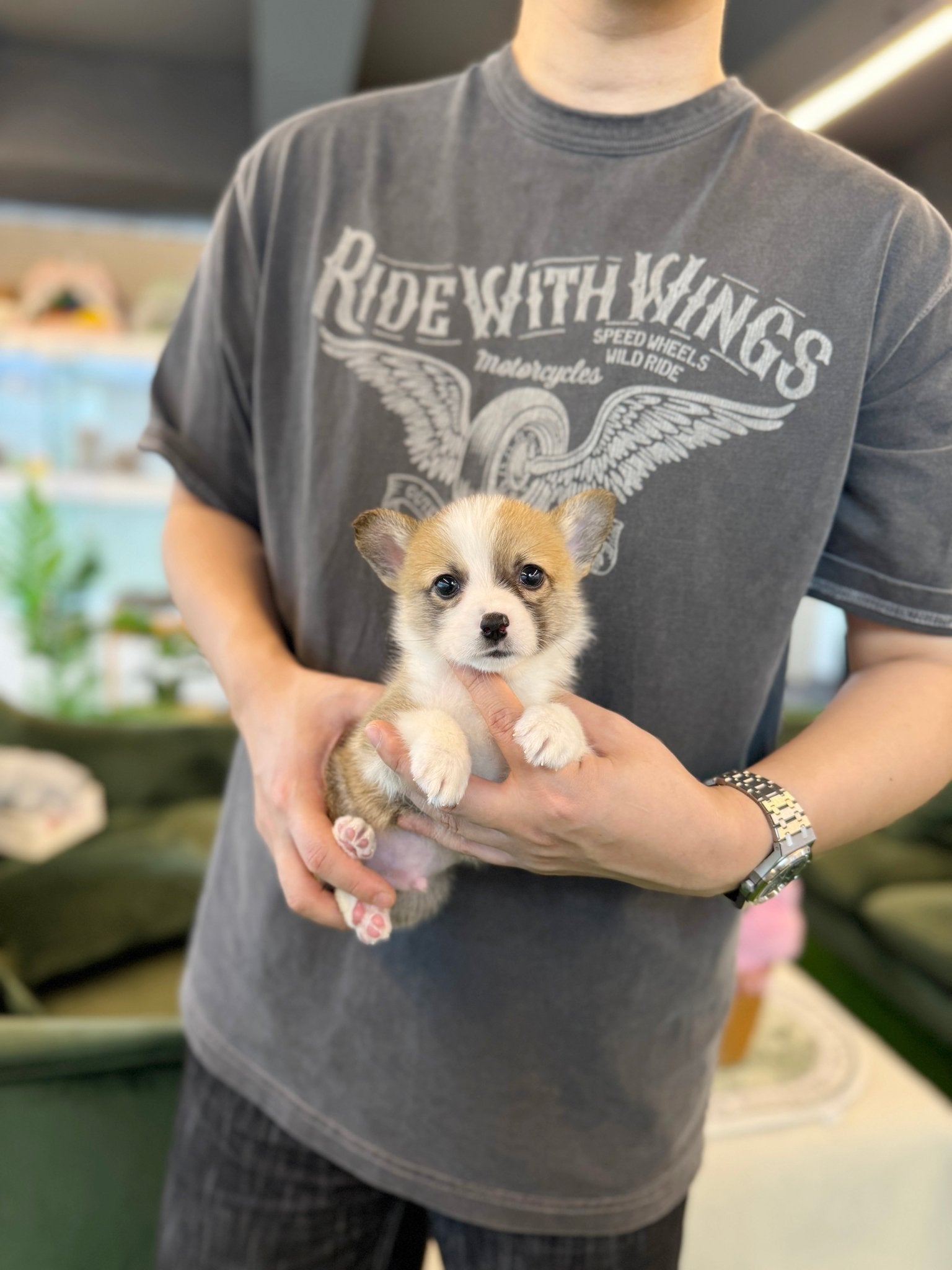 Welsh Corgi - Winston(Male) - Beautiful puppy teacup puppy with adorable features available for adoption from Velydog