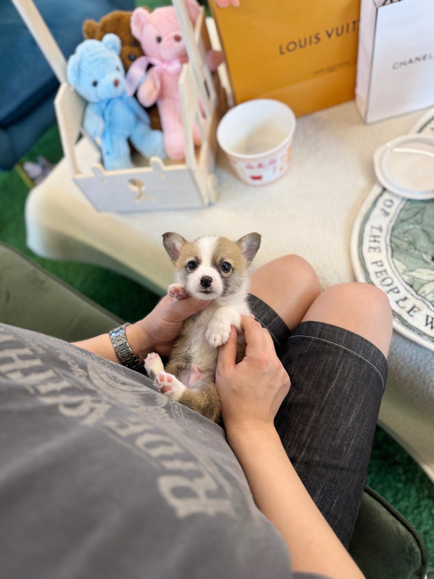 Welsh Corgi - Winston(Male) - Beautiful puppy teacup puppy with adorable features available for adoption from Velydog