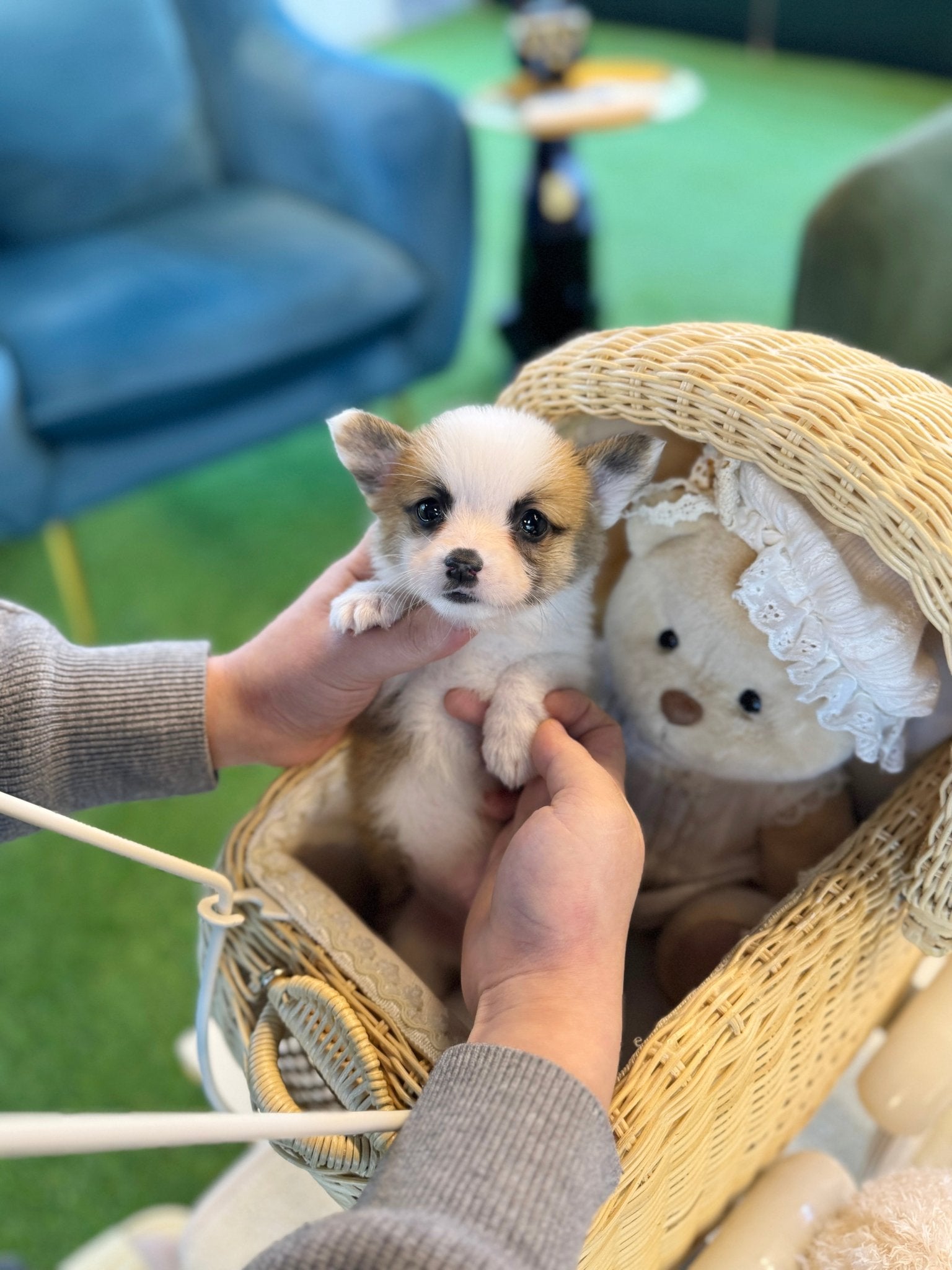 Welsh Corgi - Zilla(Male) - Beautiful puppy teacup puppy with adorable features available for adoption from Velydog