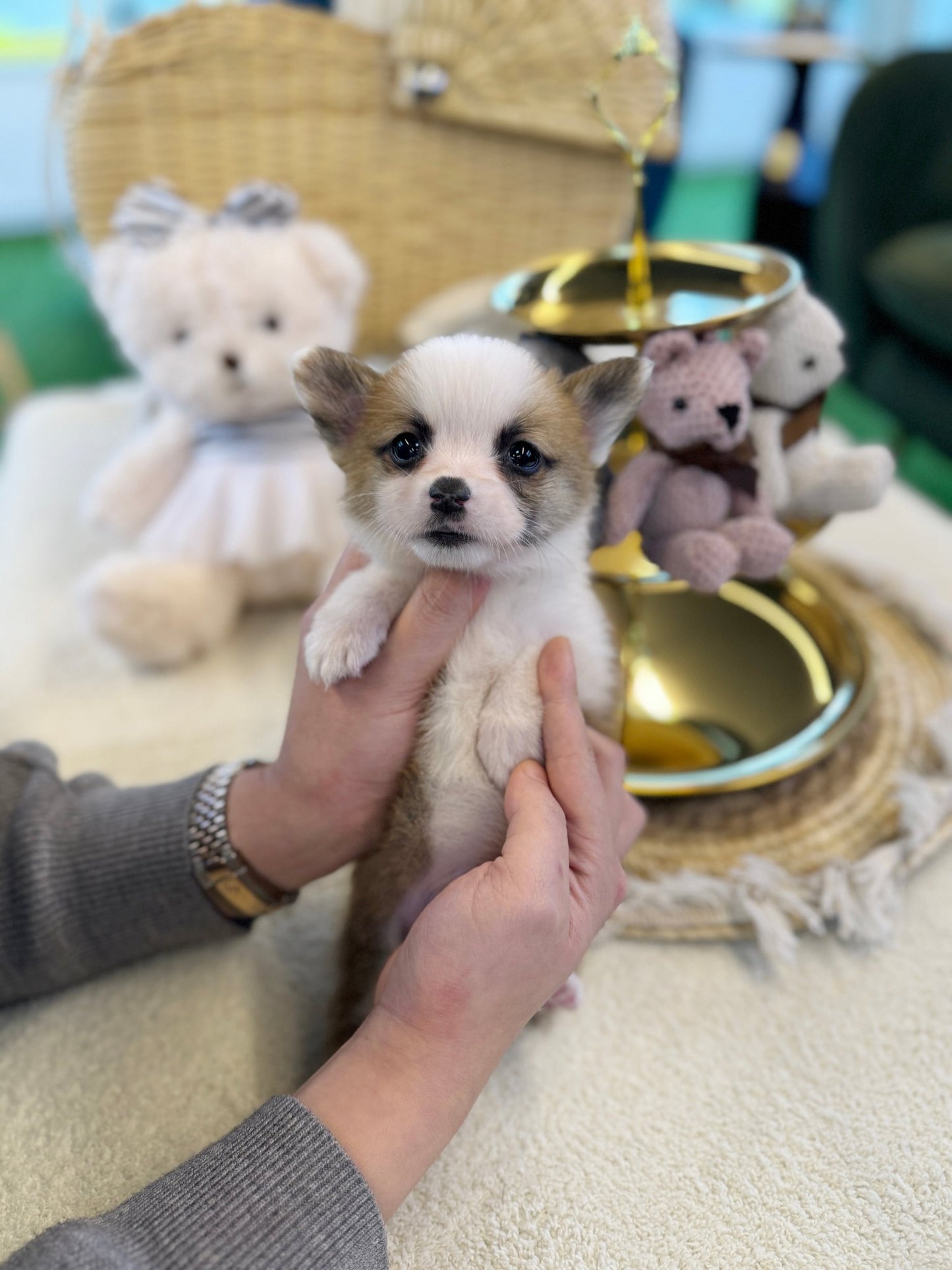 Welsh Corgi - Zilla(Male) - Beautiful puppy teacup puppy with adorable features available for adoption from Velydog