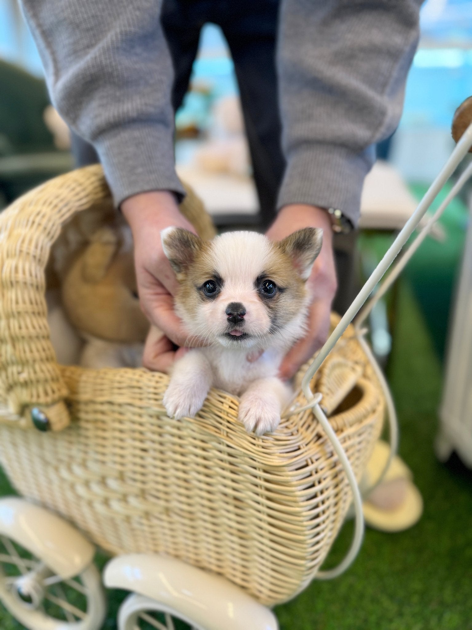 Welsh Corgi - Zilla(Male) - Beautiful puppy teacup puppy with adorable features available for adoption from Velydog