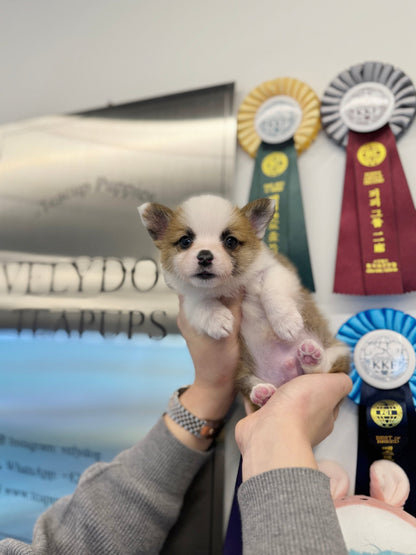 Welsh Corgi - Zilla(Male) - Beautiful puppy teacup puppy with adorable features available for adoption from Velydog