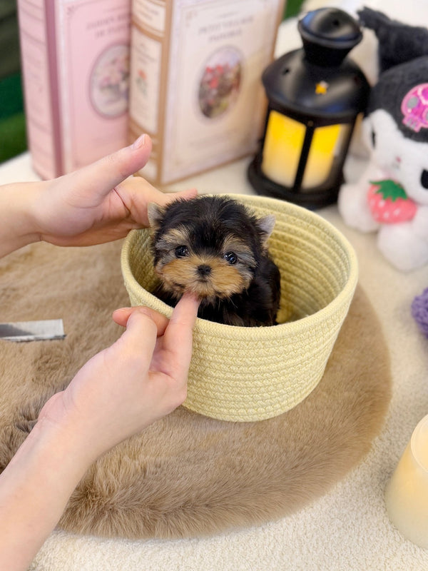 Yorkie - Mococo(Male) - Beautiful puppy teacup puppy with adorable features available for adoption from Velydog