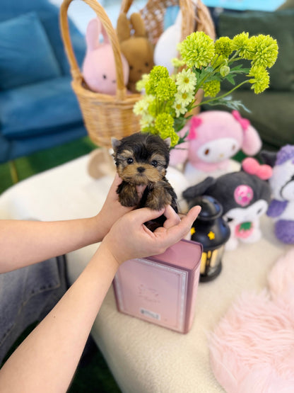 Yorkie - Mococo(Male) - Beautiful puppy teacup puppy with adorable features available for adoption from Velydog