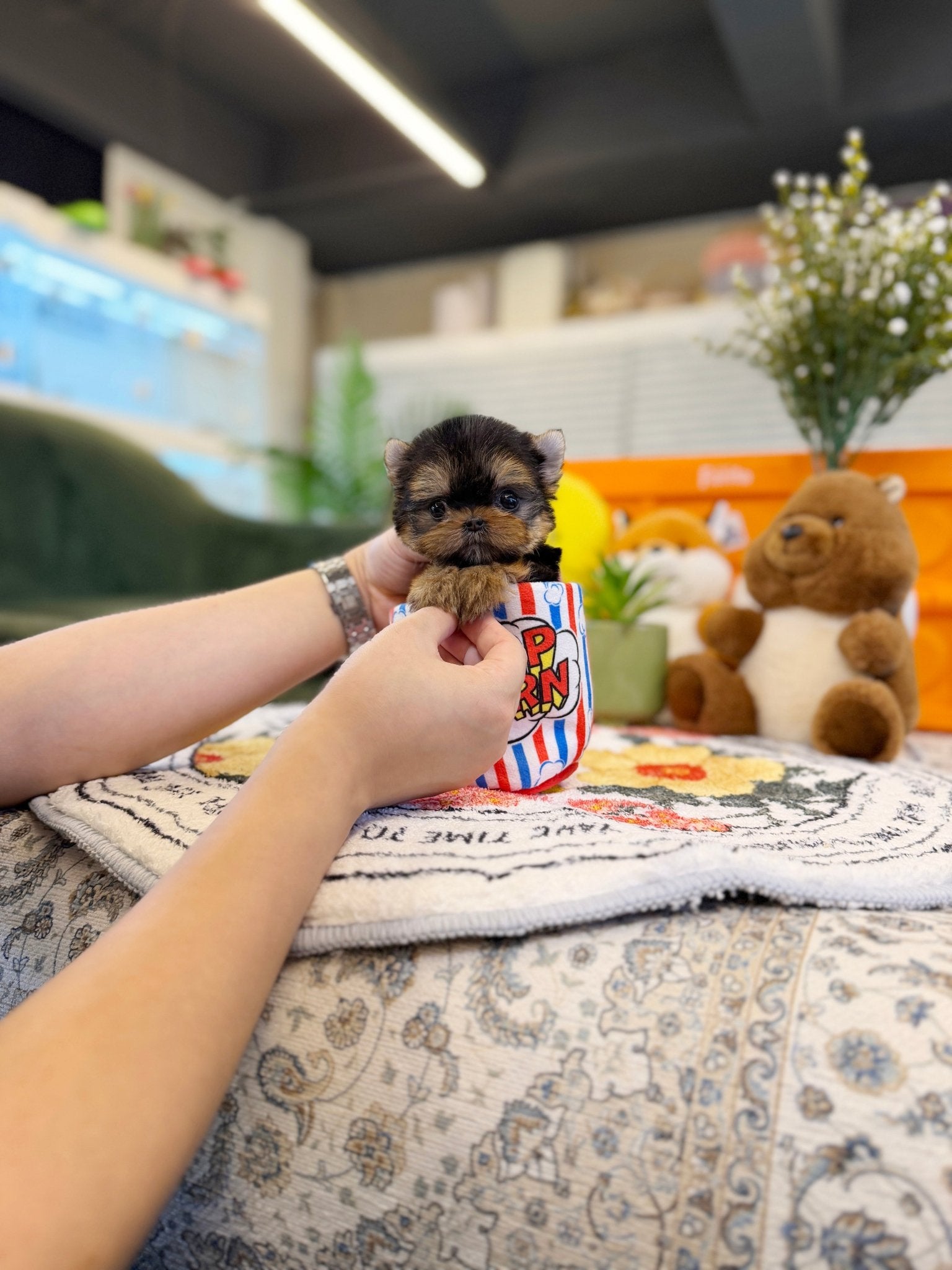 Yorkshire Terrier - Ana(Female) - Beautiful puppy teacup puppy with adorable features available for adoption from Velydog