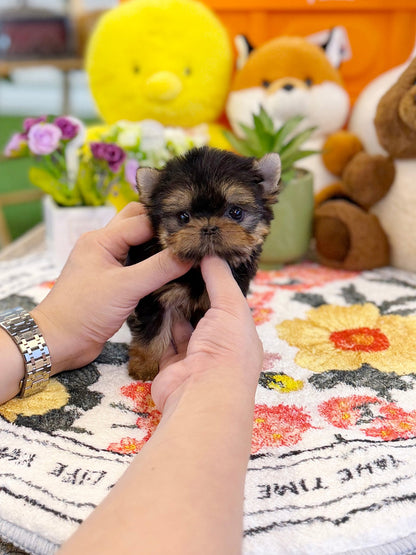 Yorkshire Terrier - Ana(Female) - Beautiful puppy teacup puppy with adorable features available for adoption from Velydog