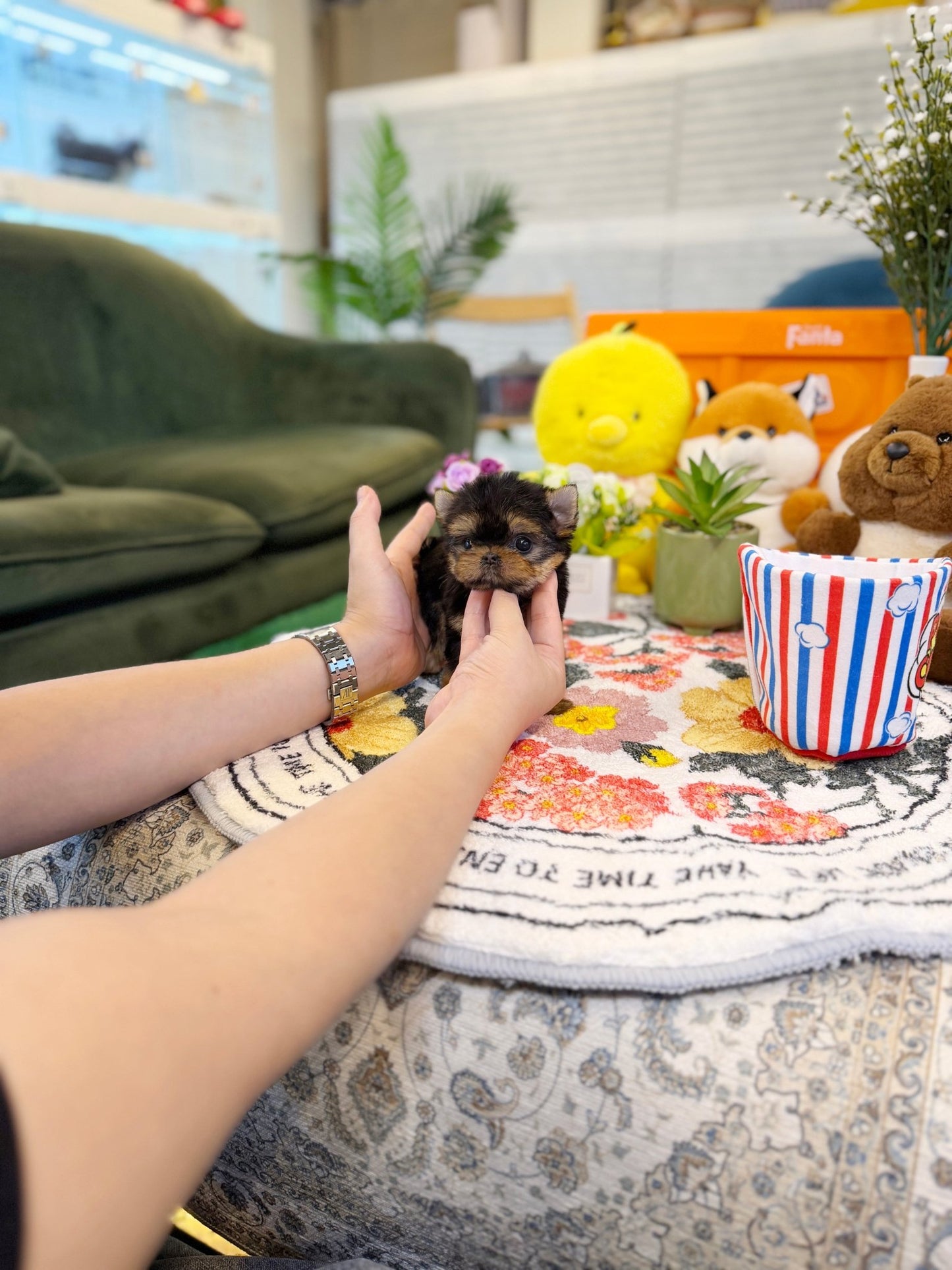 Yorkshire Terrier - Ana(Female) - Beautiful puppy teacup puppy with adorable features available for adoption from Velydog