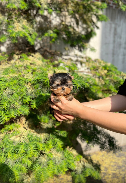 Yorkshire Terrier - Brook(Male) - Beautiful puppy teacup puppy with adorable features available for adoption from Velydog