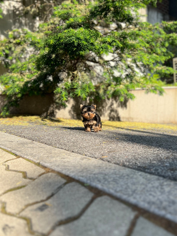 Yorkshire Terrier - Brook(Male) - Beautiful puppy teacup puppy with adorable features available for adoption from Velydog
